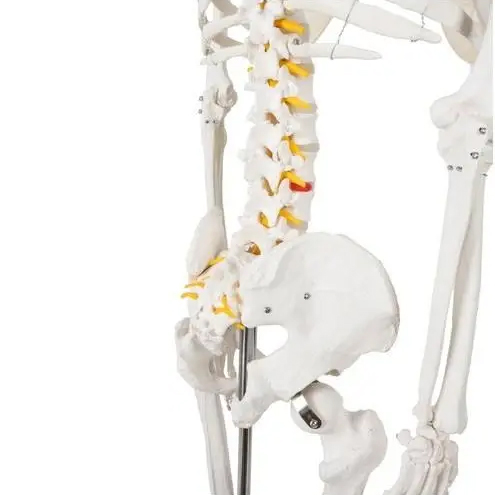 5293382834_w640_h640_anatomicheskaya-model-skelet копия